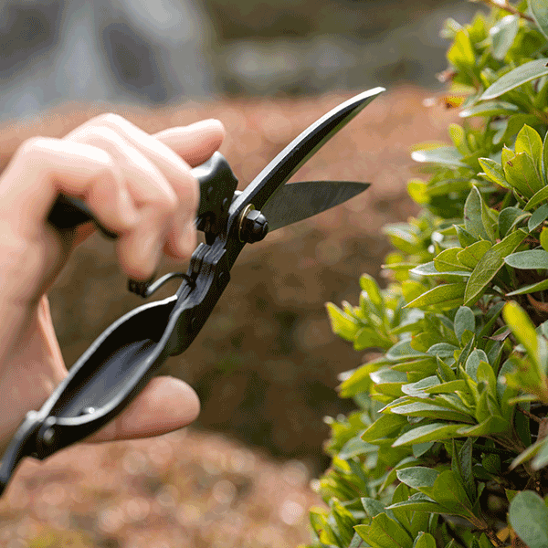Japanese one-handed topiary shears with a 260mm blade length, ideal for precision pruning and shaping of hedges and topiary
