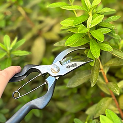 Left Handed Secateurs Slim Offset “Lefty”