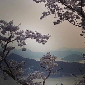 cherry blossom in Japan