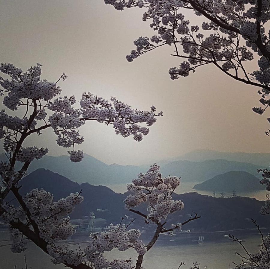 cherry blossom in Japan