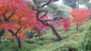 Japanese maples