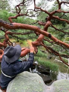 Head Gardener tending at a hundred years old red pine in Japanese Garden in Yamaguchi